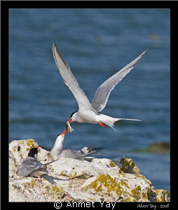 The tern feeding his wife... by Ahmet Yay 